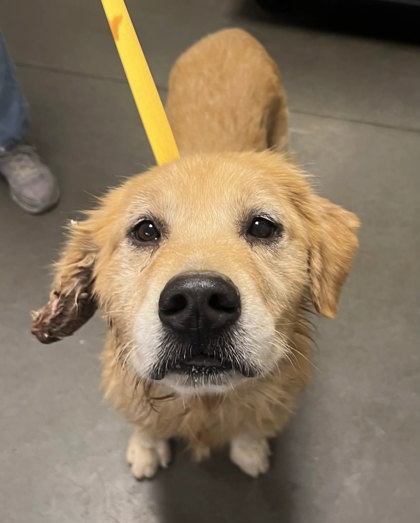 Shelter Stray Male Dog last seen S Marks Ave & W Caruthers Ave, Caruthers Zone Fresno CO 1B 93609, CA, 1510 W Dan Ronquillo Dr, Fresno, CA 93706, USA