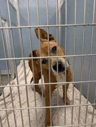 Shelter Stray Female Dog last seen E Redondo Ave & S Zelkovia Ave, Del Rey Zone Fresno CO 3 93616, CA, 1510 W Dan Ronquillo Dr, Fresno, CA 93706, USA