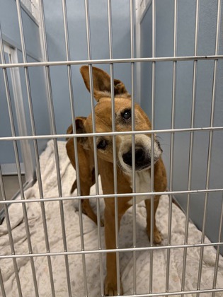 Shelter Stray Female Dog last seen E Redondo Ave & S Zelkovia Ave, Del Rey Zone Fresno CO 3 93616, CA, 1510 W Dan Ronquillo Dr, Fresno, CA 93706, USA