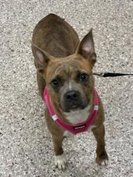 Shelter Stray Female Dog last seen Near Sawbridge ln, County/Unicorporated, NC, 1491 Business Park Ct, Gastonia, NC 28052, USA