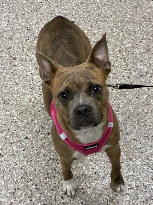 Shelter Stray Female Dog last seen Near Sawbridge ln, County/Unicorporated, NC, 1491 Business Park Ct, Gastonia, NC 28052, USA