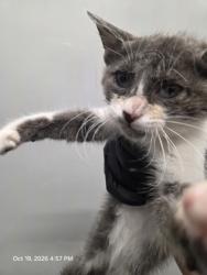 Shelter Stray Female Cat last seen Near Colina Way, Zone 1, TX, 8755 Farm to Market 1516, Converse, TX 78109, USA