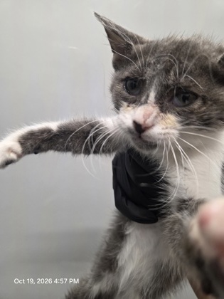 Shelter Stray Female Cat last seen Near Colina Way, Zone 1, TX, 8755 Farm to Market 1516, Converse, TX 78109, USA