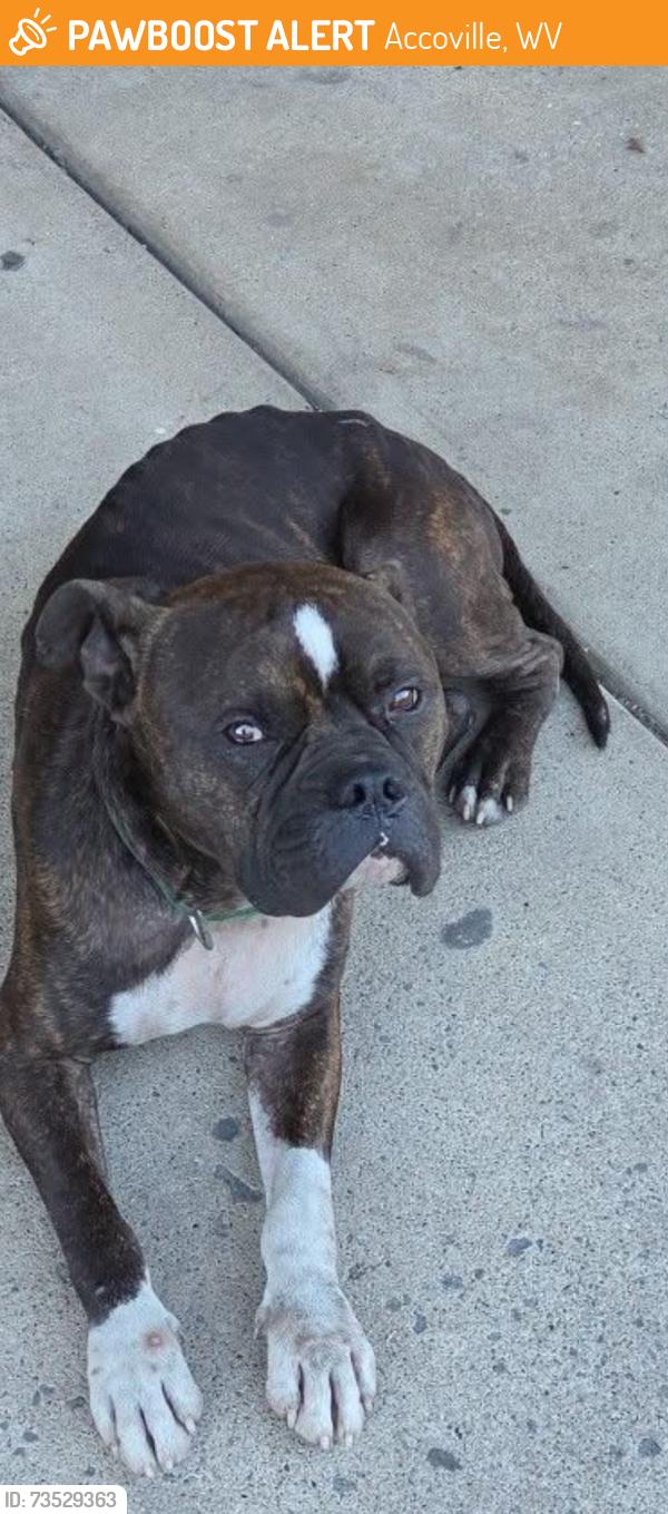 Found/Stray Unknown Dog last seen Accoville, Accoville, WV 25606
