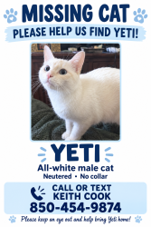 Lost Male Cat last seen Langley/audobon/long street, Pensacola, FL 32504