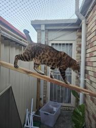 Lost Male Cat last seen Parker ave, Northgate, QLD 4013