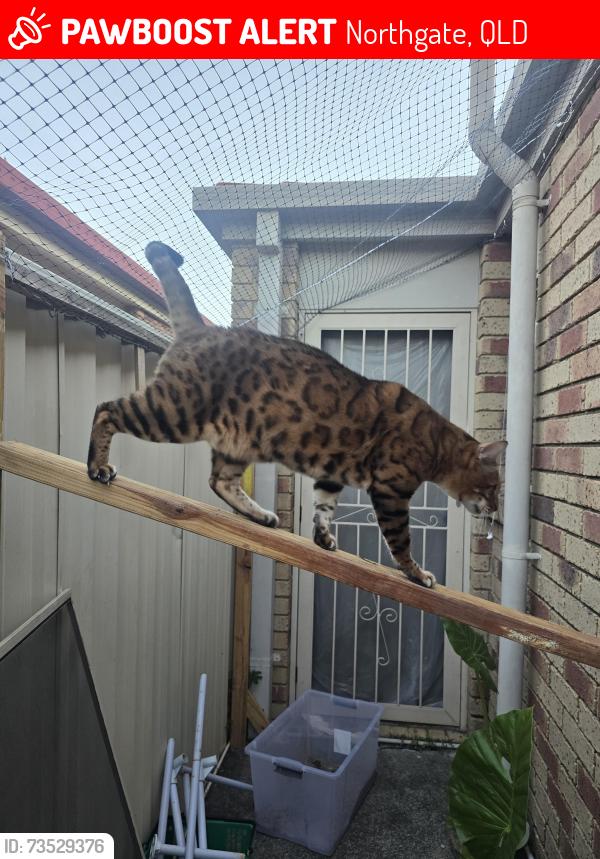 Lost Male Cat last seen Parker ave, Northgate, QLD 4013