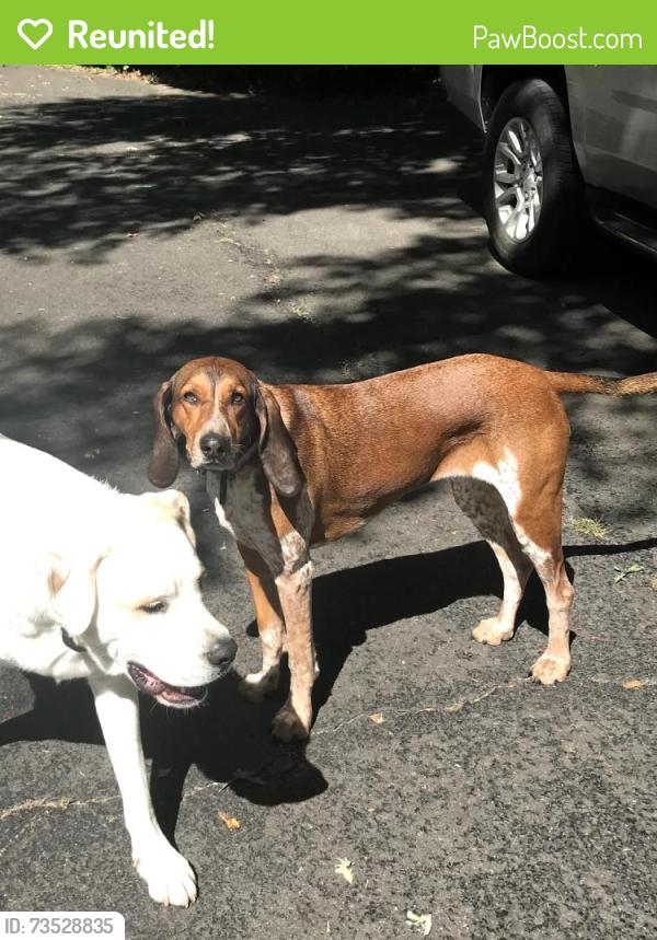 Reunited Female Dog last seen Clifton Rd. and Ox Rd., Fairfax Station, VA 22039