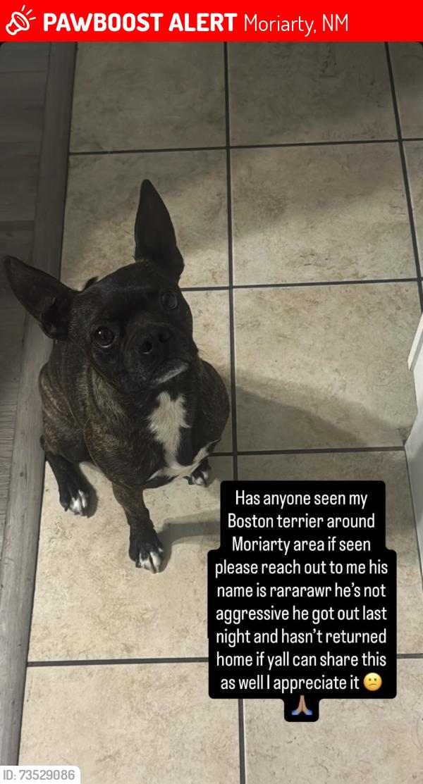 Lost Male Dog last seen Sombrero rd and sunset rd Moriarty, Moriarty, NM 87035