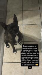 Lost Male Dog last seen Sombrero rd and sunset rd Moriarty, Moriarty, NM 87035