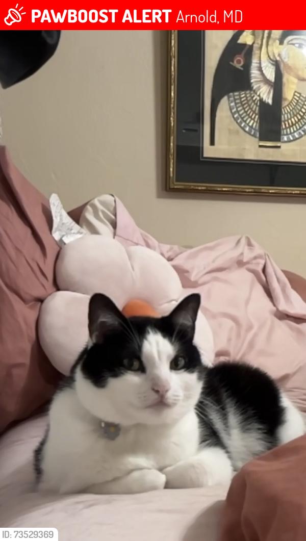 Lost Female Cat last seen College pkwy and Ternwing Dr, Arnold, MD 21012