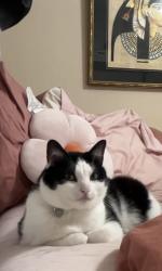 Lost Female Cat last seen College pkwy and Ternwing Dr, Arnold, MD 21012