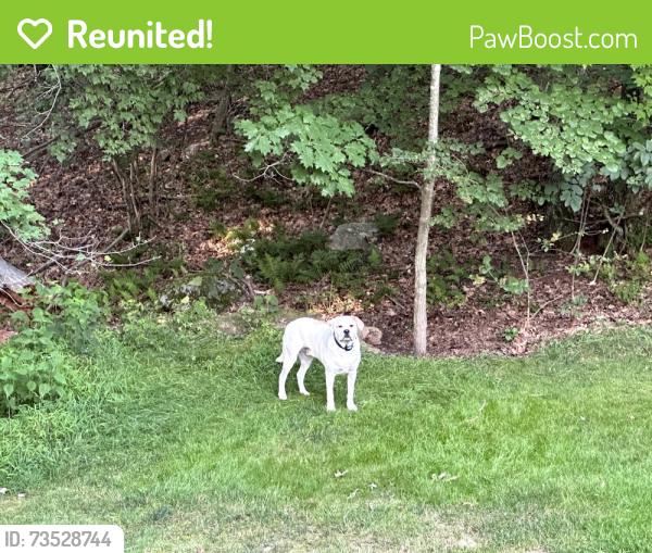 Reunited Male Dog last seen Clifton Rd. and Winners Circle, Fairfax Station, VA 22039