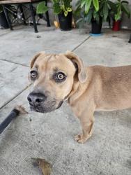 Found/Stray Male Dog last seen Ford Blvd Elementary school, Los Angeles, CA 90023
