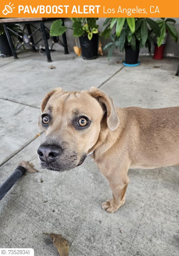 Found/Stray Male Dog last seen Ford Blvd Elementary school, Los Angeles, CA 90023