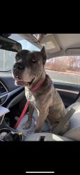 Reunited Female Dog last seen Avery Hill Ln, Spring, TX 77373, USA, Spring, TX 77373
