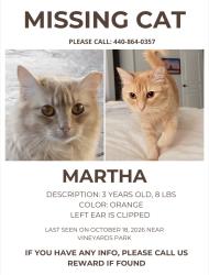 Reunited Female Cat last seen Near vineyard pl, Hanford, CA 93230
