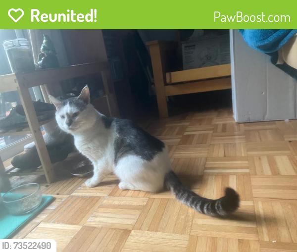 Reunited Male Cat last seen Sylvan & Pine, Bremerton, WA 98310