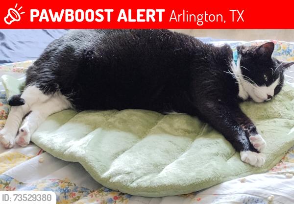 Lost Female Cat last seen Pleasant Ridge Road and Park Springs Blvd, Arlington, TX 76016