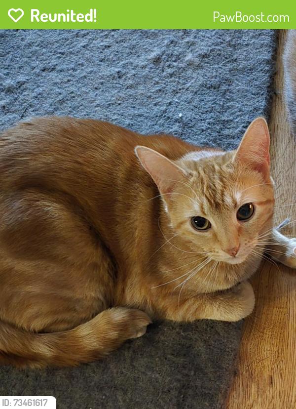 Reunited Female Cat last seen Near street and 22nd Avenue, Surrey, BC V4A 9T4