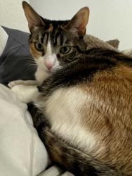 Lost Female Cat last seen Division street, Euclid Street, San Diego, CA 92114