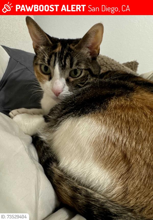 Lost Female Cat last seen Division street, Euclid Street, San Diego, CA 92114