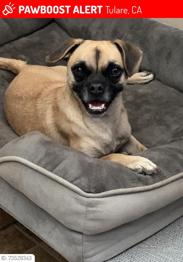 Lost Female Dog last seen S Santa Clara and Tulare St, Tulare, CA 93274
