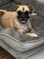Lost Female Dog last seen S Santa Clara and Tulare St, Tulare, CA 93274