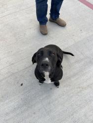 Found/Stray Female Dog last seen Near and 1484 Conroe Tx 77303, Cut and Shoot, TX 77303