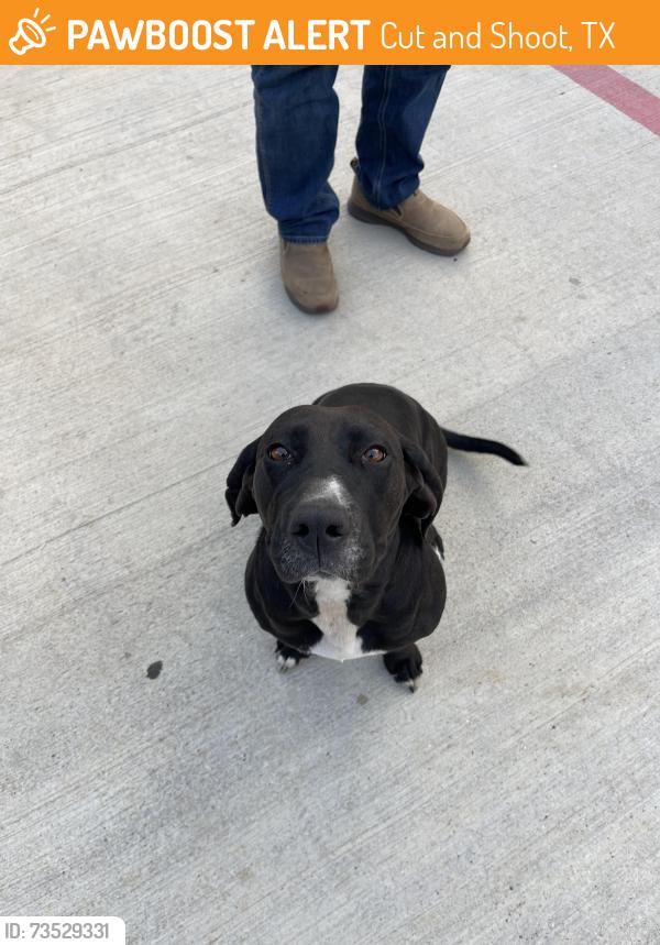 Found/Stray Female Dog last seen Near and 1484 Conroe Tx 77303, Cut and Shoot, TX 77303