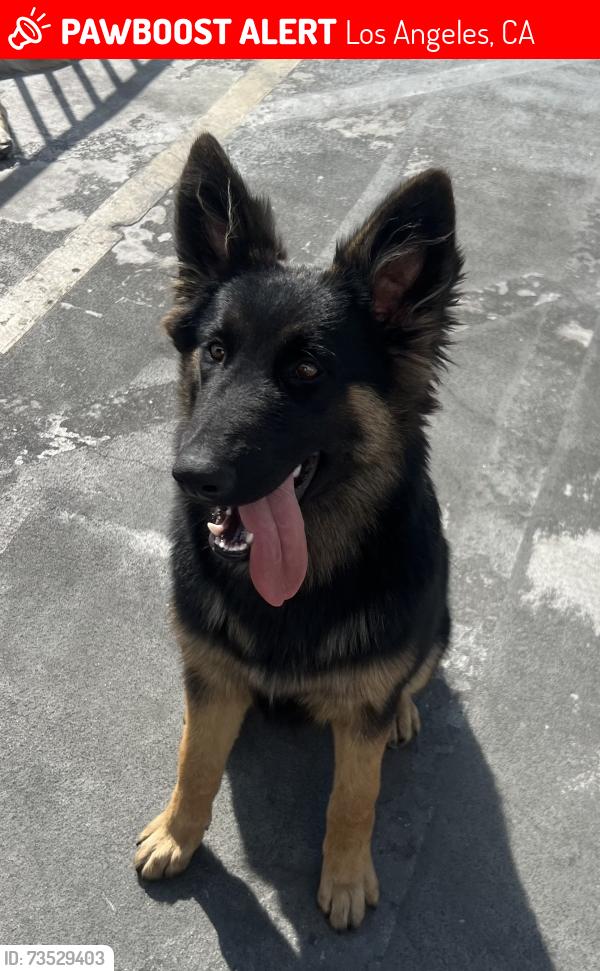 Lost Female Dog last seen Near e 65th street Los Angeles ca 90001, Los Angeles, CA 90052