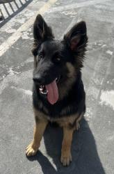 Lost Female Dog last seen Near e 65th street Los Angeles ca 90001, Los Angeles, CA 90052