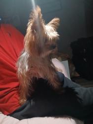 Found/Stray Male Dog last seen Long beach police station, Long Beach, MS 39560