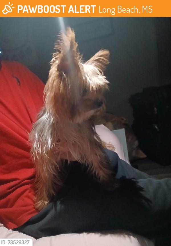 Found/Stray Male Dog last seen Long beach police station, Long Beach, MS 39560