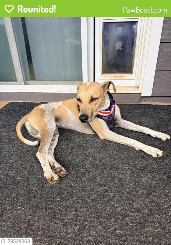 Reunited Female Dog last seen Ashburn, Charlottesville, VA 22911