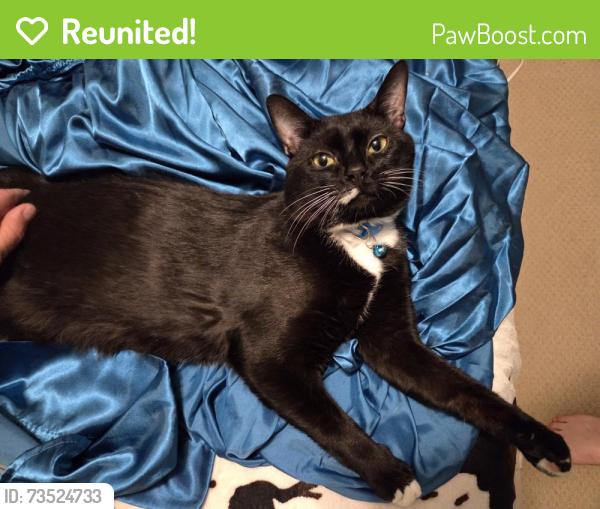 Reunited Male Cat last seen Cedarwood Drive and Neterillo Dr., Winston-Salem, NC 27103