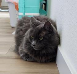 Lost Male Cat last seen Blue Whale Way, Elk Grove, CA 95757