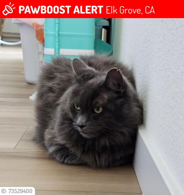 Lost Male Cat last seen Blue Whale Way, Elk Grove, CA 95757