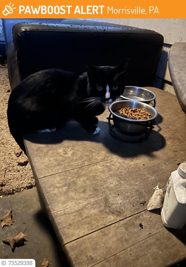 Found/Stray Unknown Cat last seen Big Oak Road & Norman Drive, Morrisville, PA 19067