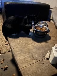 Found/Stray Unknown Cat last seen Big Oak Road & Norman Drive, Morrisville, PA 19067