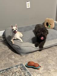 Found/Stray Female Dog last seen Glensford ests Community in Bowie, Bowie, MD 20716