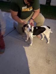 Found/Stray Unknown Dog last seen Wisconsim and 112, Wauwatosa, WI 53226