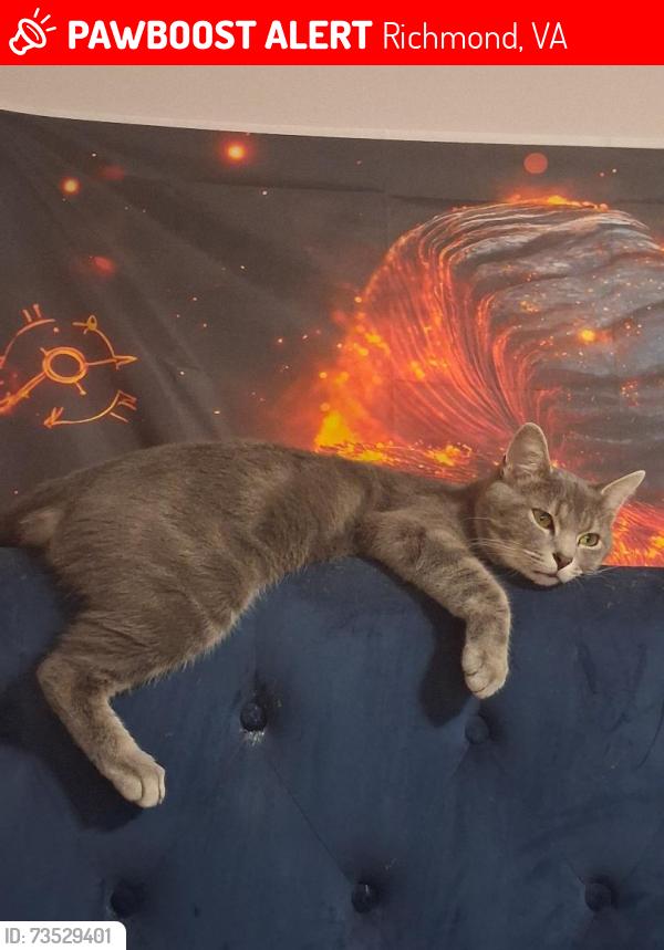 Lost Male Cat last seen Near E Ladies Mile Rd, Richmond, VA 23222