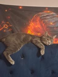 Lost Male Cat last seen Near E Ladies Mile Rd, Richmond, VA 23222