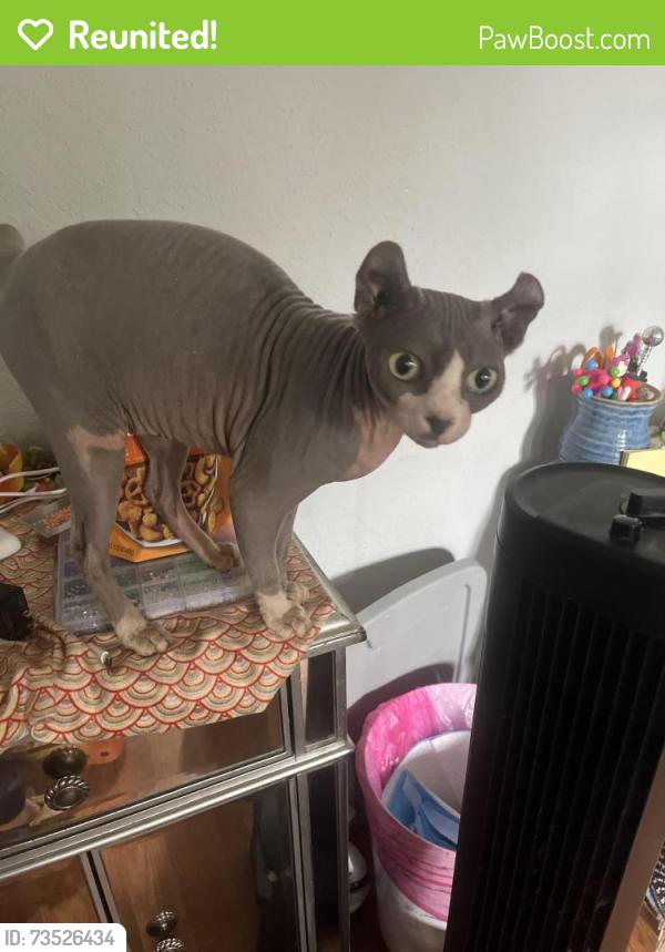 Reunited Female Cat last seen Near Canterbury Dr, Land O' Lakes, FL 34639