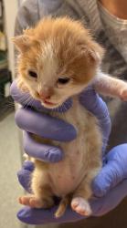 Shelter Stray Male Cat last seen SW 5th/College, OR, 1700 W Historic Columbia River Hwy, Troutdale, OR 97060, USA