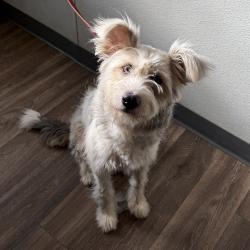 Shelter Stray Female Dog last seen Near Beyer, Chula Vista, CA, 91911, 5500 Gaines St, San Diego, CA 92110, USA