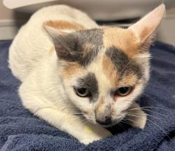 Shelter Stray Female Cat last seen Near Doolittle Drive, SAN LEANDRO, CA, 94577, 8323 Baldwin St, Oakland, CA 94621, USA