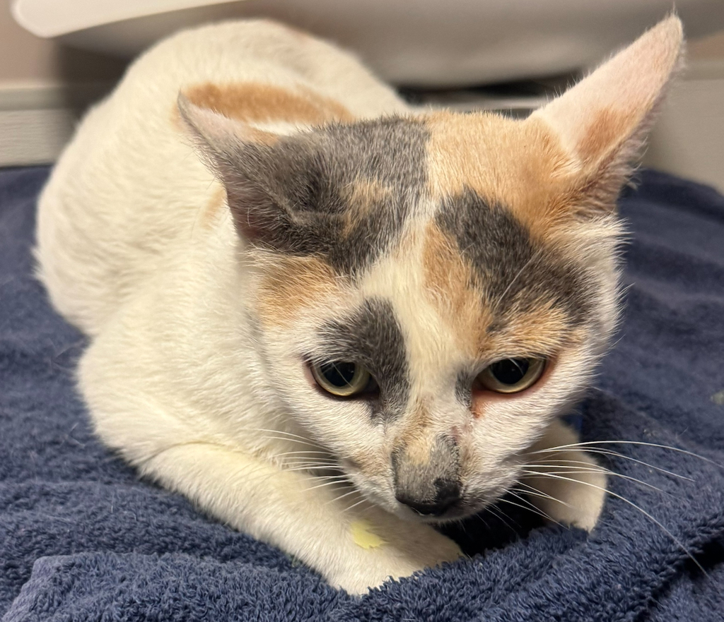 Shelter Stray Female Cat last seen Near Doolittle Drive, SAN LEANDRO, CA, 94577, 8323 Baldwin St, Oakland, CA 94621, USA