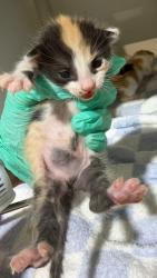 Shelter Stray Female Cat last seen Near S 50th Street, San Diego, CA, 92113, 5500 Gaines St, San Diego, CA 92110, USA